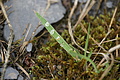 DSC07155 - Bernhard Saalfeld