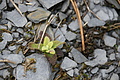 DSC07157 - Bernhard Saalfeld