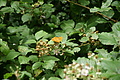 DSC07221 - Bernhard Saalfeld