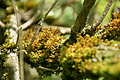 DSC07229 - Bernhard Saalfeld