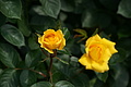 DSC02920 - Bernhard Saalfeld