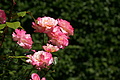 DSC02927 - Bernhard Saalfeld