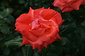 DSC02928 - Bernhard Saalfeld