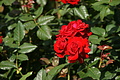DSC02936 - Bernhard Saalfeld