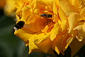 DSC02937 - Bernhard Saalfeld
