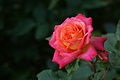 DSC02943 - Bernhard Saalfeld