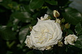 DSC02949 - Bernhard Saalfeld