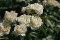 DSC02950 - Bernhard Saalfeld