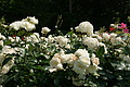 DSC02951 - Bernhard Saalfeld