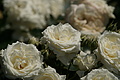 DSC02952 - Bernhard Saalfeld
