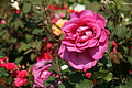 DSC02953 - Bernhard Saalfeld