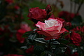 DSC02954 - Bernhard Saalfeld