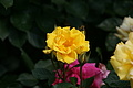 DSC02955 - Bernhard Saalfeld