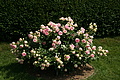 DSC02957 - Bernhard Saalfeld
