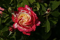 DSC02959 - Bernhard Saalfeld