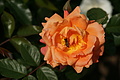 DSC02962 - Bernhard Saalfeld