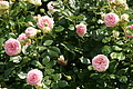 DSC02968 - Bernhard Saalfeld