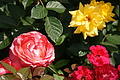 DSC02969 - Bernhard Saalfeld