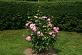 DSC02976 - Bernhard Saalfeld
