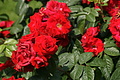 DSC02977 - Bernhard Saalfeld