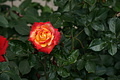 DSC02984 - Bernhard Saalfeld