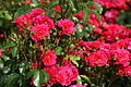 DSC02986 - Bernhard Saalfeld