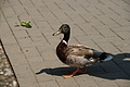 DSC03017 - Bernhard Saalfeld