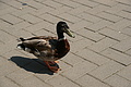 DSC03019 - Bernhard Saalfeld