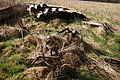 DSC06759 - Bernhard Saalfeld