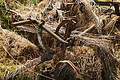 DSC06761 - Bernhard Saalfeld