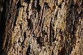 DSC06798 - Bernhard Saalfeld