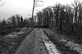 L1002303 - Bernhard Saalfeld