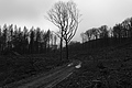L1002304 - Bernhard Saalfeld