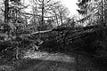 L1002310 - Bernhard Saalfeld