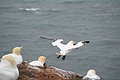 DSC02910 - Bernhard Saalfeld
