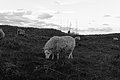 L1004223 - Bernhard Saalfeld