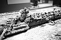 L1004311 - Bernhard Saalfeld