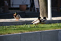 DSC03400 - Bernhard Saalfeld