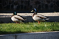 DSC03403 - Bernhard Saalfeld