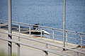 DSC03412 - Bernhard Saalfeld