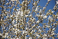 DSC03449 - Bernhard Saalfeld