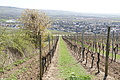 DSC03450 - Bernhard Saalfeld