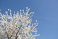 DSC03453 - Bernhard Saalfeld