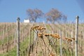 DSC03518 - Bernhard Saalfeld