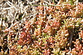 DSC03522 - Bernhard Saalfeld