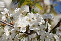DSC03530 - Bernhard Saalfeld