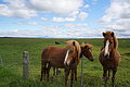 DSC02370 - Bernhard Saalfeld