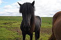 DSC02384 - Bernhard Saalfeld