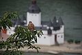 DSC02895 - Bernhard Saalfeld