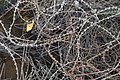 DSC02945 - Bernhard Saalfeld